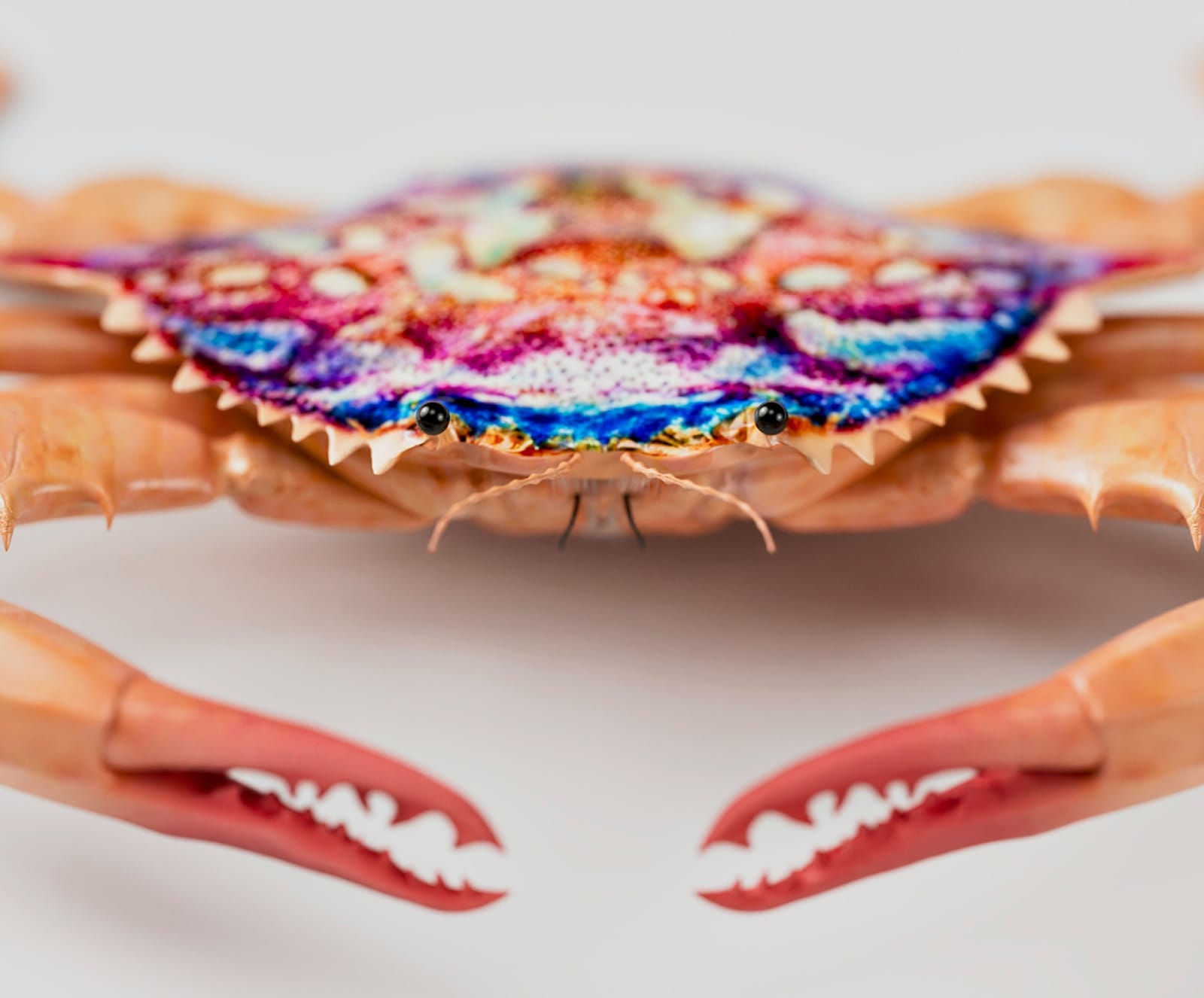 Photo of crab with a colorful back sitting on a grey table