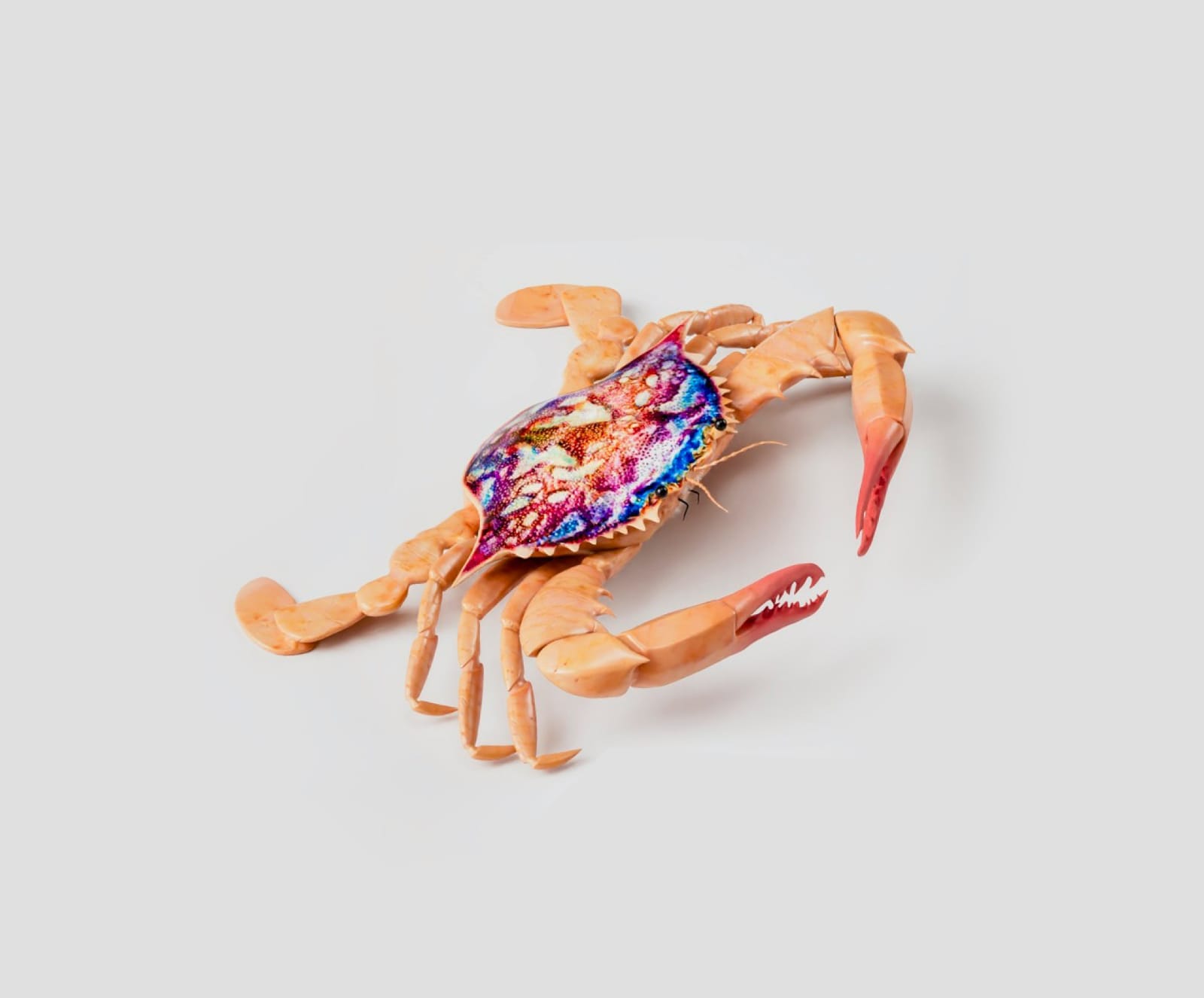 Photo of crab with a colorful back sitting on a grey table